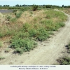 lachides galba azerbaijan biotope2